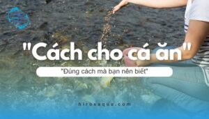 Hướng dẫn cách cho cá ăn để cá phát triển nhanh nhất Hướng dẫn cách cho cá ăn đúng cách mà bạn nên biết