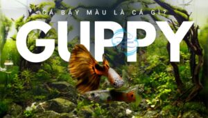 Cá bảy màu là gì? Cách chăm sóc cá guppy mà bạn nên biết Cá bảy màu là gì? Cách chăm sóc cá guppy mà bạn nên biết