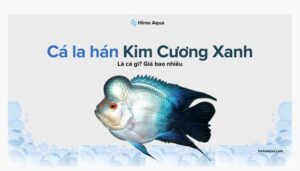Cá la hán kim cương xanh là cá gì? Nuôi có khó không? cá la hán kim cương xanh là cá gì? Giá hiện tại bao nhiêu?