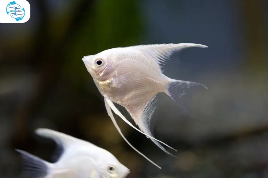 Nguồn gốc cá thần tiên