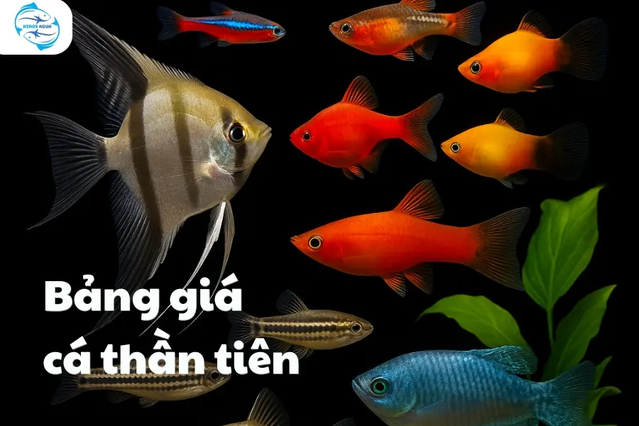 Bảng giá cá thần tiên được yêu thích hiện nay