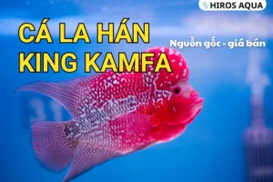 Đặc điểm cá la hán King Kamfa: Nguồn gốc, giá bán Nguồn gốc và giá bán của cá la hán King Kamfa