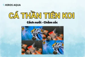 Khám phá cá thần tiên Koi - Cách nuôi và chăm sóc đúng chuẩn Cách nuôi và chăm sóc cá thần tiên Koi mà bạn nên biết