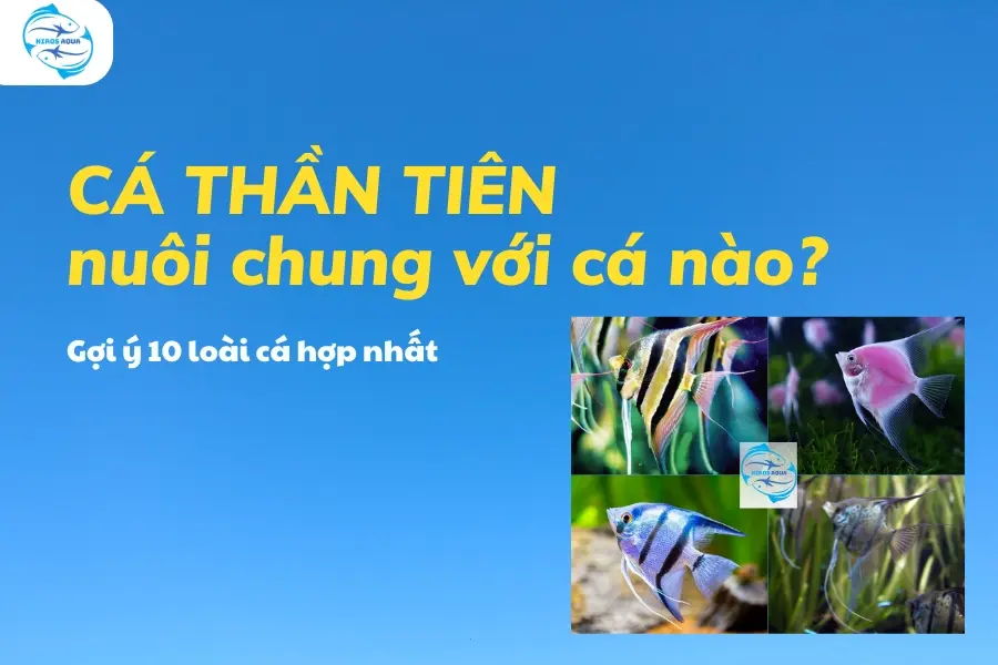 Cá thần tiên nuôi chung với cá nào? Gợi ý 10 loài cá hợp nhất Cá thần tiên nuôi chung với cá nào để phát triển nhanh và lên màu đẹp