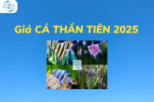 Bảng giá cá thần tiên phổ biến hiện nay