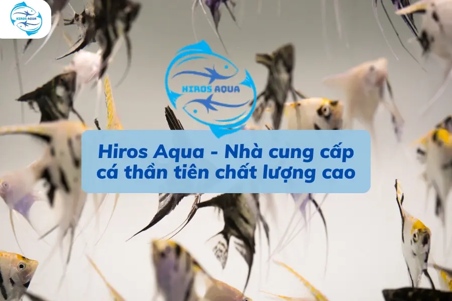 Địa điểm bán giá cá thần tiên cực tốt hiện nay mà bạn nên biết