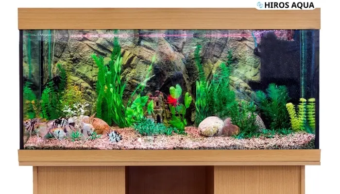 Hướng dẫn setup bể cá thần tiên đẹp chi tiết nhất 2025 Hướng dẫn chi tiết để setup một bể cá thần tiên đẹp