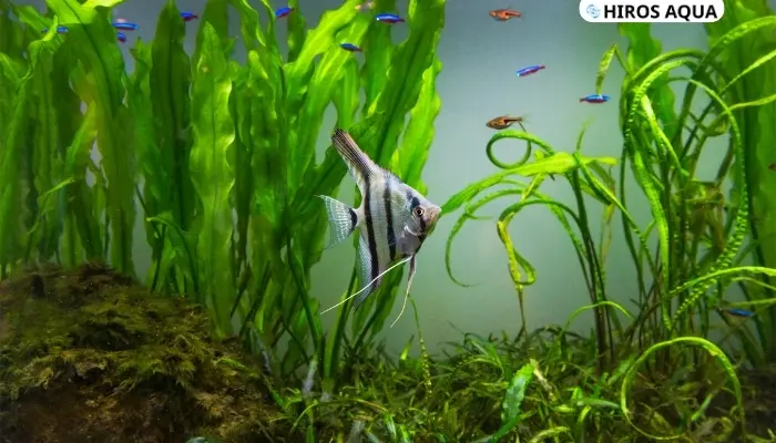 Hướng dẫn setup bể cá thần tiên đẹp chi tiết nhất 2025 Bạn nên setup một bể cá riêng cho cá thần tiên