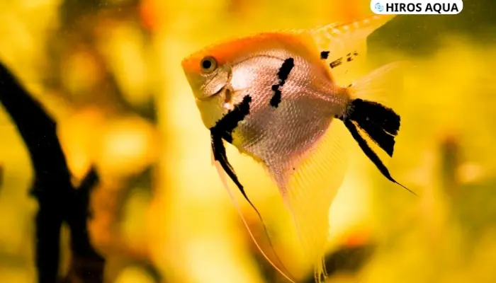 Hướng dẫn setup bể cá thần tiên đẹp chi tiết nhất 2025 Những điều thú vị về cá thần tiên mà bạn nên biết