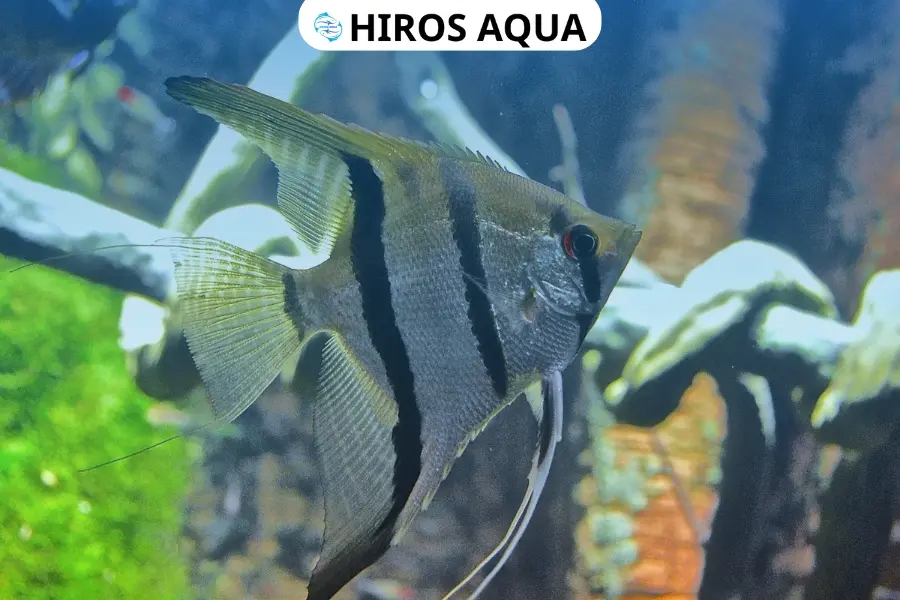 Một vài kinh nghiệm quan trọng nuôi cá thần tiên giúp cá phát triển khoẻ mạnh và lên màu đều