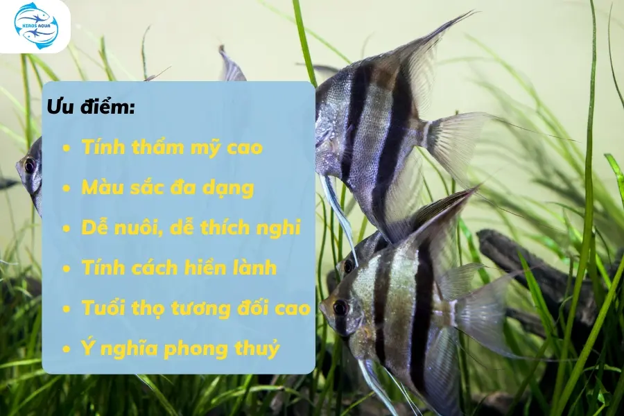 Ưu điểm khi nuôi cá thần tiên trong hồ cá thuỷ sinh 