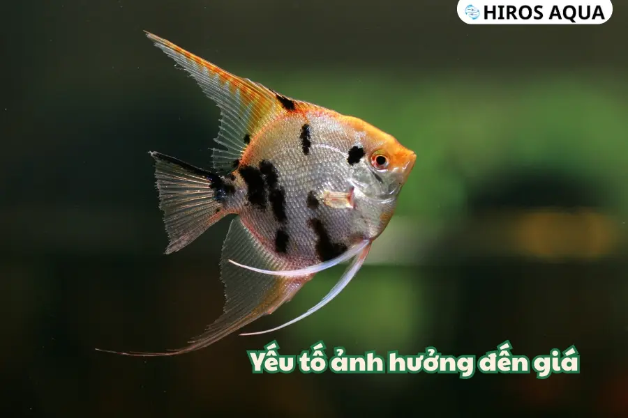 Những yếu tố ảnh hưởng đến giá cá thần tiên hiện nay