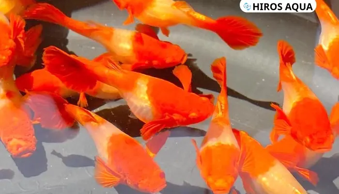 Top 9 loài cá màu cam nhất định bạn phải biết hiện nay Cá bảy màu Koi Red Ear