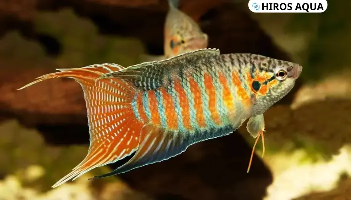 Cá cờ nước ngọt là cá gì? Những loại cá cờ cảnh phổ biến hiện nay Cá cờ nước ngọt là gì?