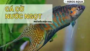 Cá cờ nước ngọt là cá gì? Những loại cá cờ cảnh phổ biến hiện nay Cá cờ nước ngọt