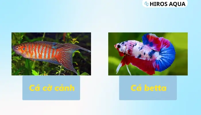 Cá cờ nước ngọt là cá gì? Những loại cá cờ cảnh phổ biến hiện nay Cá cờ nước ngọt và cá betta