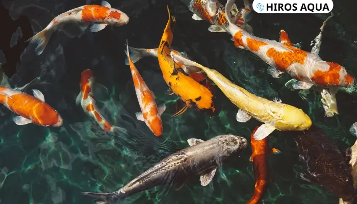 Top 9 loài cá màu cam nhất định bạn phải biết hiện nay Cá Koi màu cam