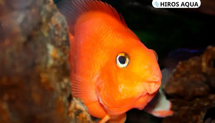 Top 9 loài cá màu cam nhất định bạn phải biết hiện nay Cá màu cam là gì?