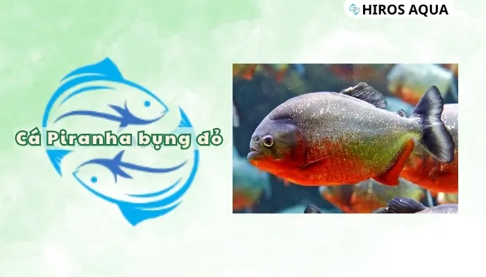 Top 15 loài cá săn mồi dữ và đẹp cực kì thích hợp để làm cảnh Cá Piranha bụng đỏ