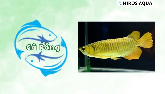 Top 15 loài cá săn mồi dữ và đẹp cực kì thích hợp để làm cảnh Cá rồng