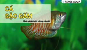 Cá sặc gấm là loài cá phổ biến hiện nay