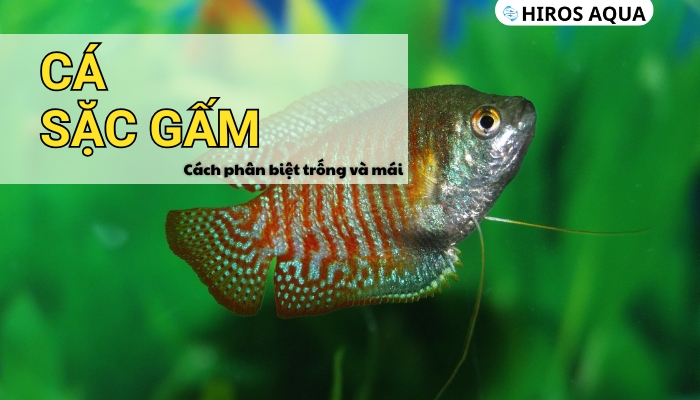 Cá sặc gấm là loài cá phổ biến hiện nay
