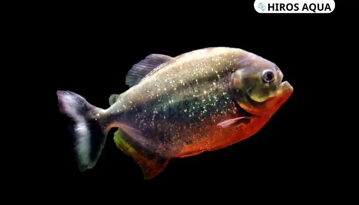 Top 15 loài cá săn mồi dữ và đẹp cực kì thích hợp để làm cảnh Cá săn mồi là gì?