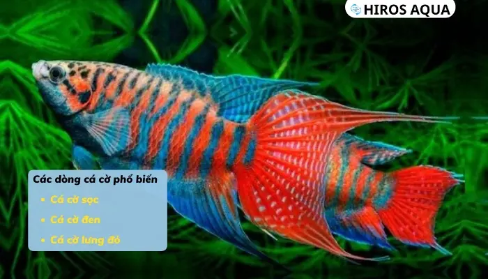 Cá cờ nước ngọt là cá gì? Những loại cá cờ cảnh phổ biến hiện nay Các dòng cá cảnh phổ biến hiện nay