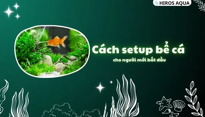 Cách setup bể cá cho người mới bắt đầu