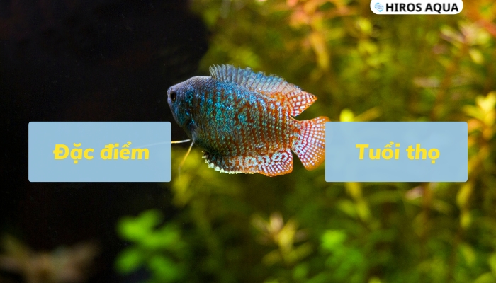 Đặc điểm điển hình và tuổi thọ của cá sặc gấm