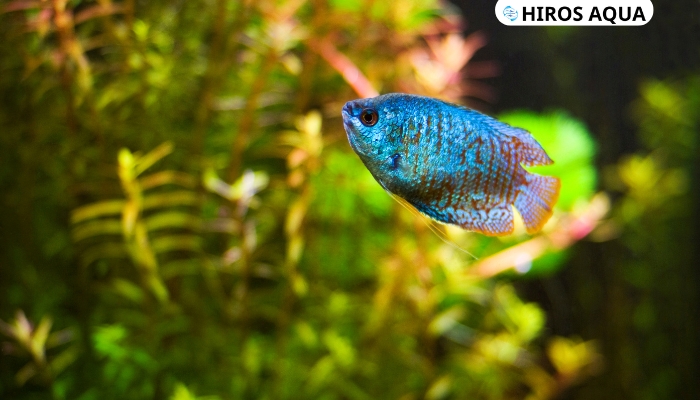 Hướng dẫn cách nuôi cá sặc gấm