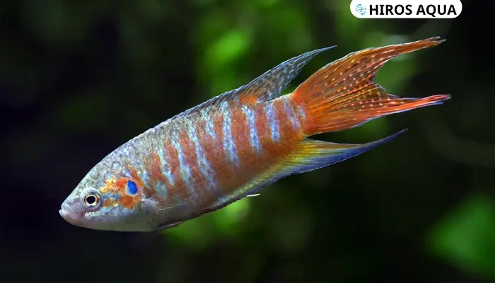 Cá cờ nước ngọt là cá gì? Những loại cá cờ cảnh phổ biến hiện nay Hướng dẫn setup bể cá cờ nước ngọt