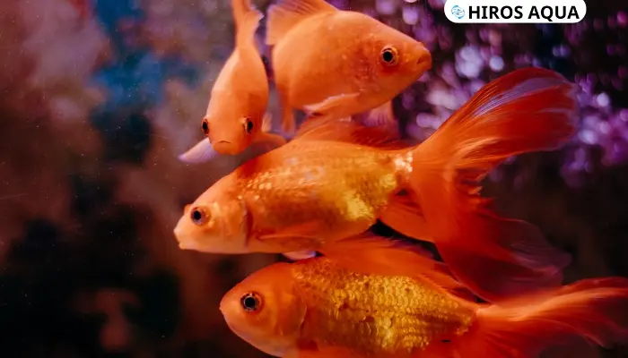 Top 9 loài cá màu cam nhất định bạn phải biết hiện nay Lưu ý khi chăm sóc cá màu cam