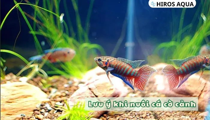 Cá cờ nước ngọt là cá gì? Những loại cá cờ cảnh phổ biến hiện nay Lưu ý nuôi cá cờ cùng Hiros Aqua