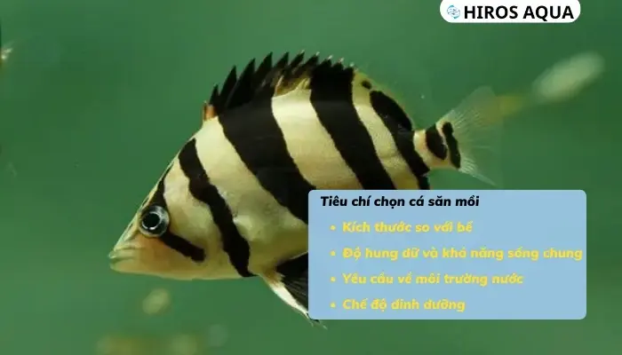 Top 15 loài cá săn mồi dữ và đẹp cực kì thích hợp để làm cảnh Tiêu chí chọn cá săn mồi