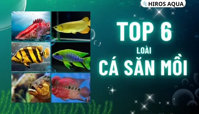 Top 15 loài cá săn mồi dữ và đẹp cực kì thích hợp để làm cảnh Top 6 loài cá săn mồi