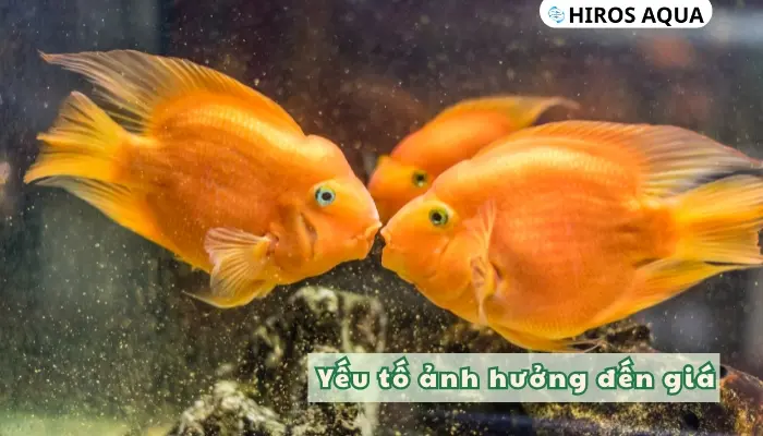 Top 9 loài cá màu cam nhất định bạn phải biết hiện nay Yếu tố ảnh hưởng đến giá