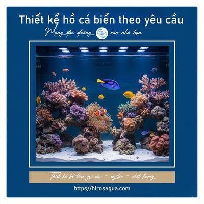 Di5hc vụ setup bể cá biển theo yêu cầu