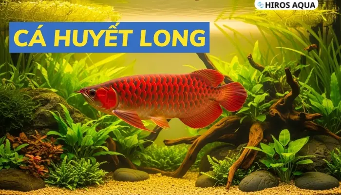 Cá Huyết Long