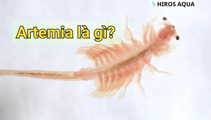 Artemia là gì? Giá trị dinh dưỡng Artemia với cá cảnh ra sao? Artemia là gì?