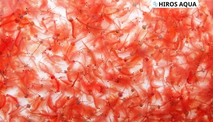 Artemia là gì? Giá trị dinh dưỡng Artemia với cá cảnh ra sao? thường sống trong các hồ muối hoặc vùng nước mặn nông