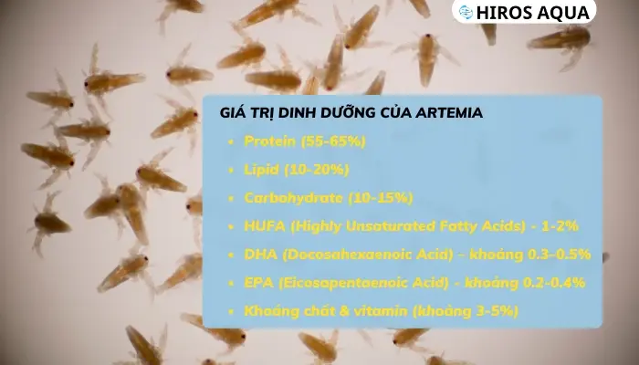 Artemia là gì? Giá trị dinh dưỡng Artemia với cá cảnh ra sao? Những thành phần dinh dưỡng nổi bật có trong artemia