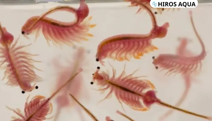 Artemia đông lạnh là gì? Hướng dẫn làm artemia đông lạnh tại nhà Artemia hay còn gọi là tôm nước mặn