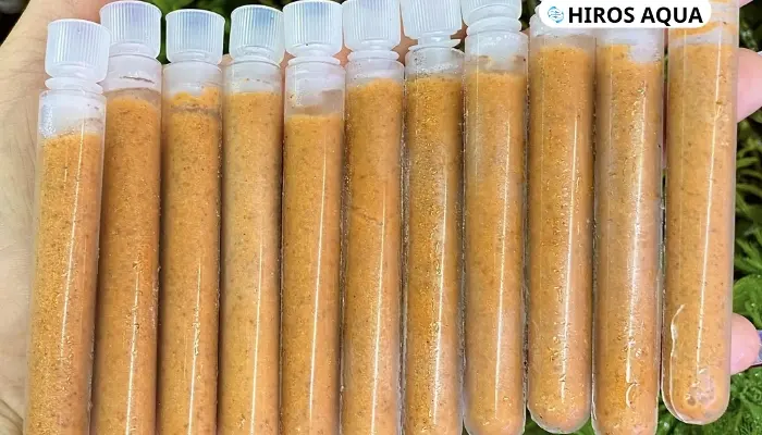 Artemia đông lạnh là gì? Hướng dẫn làm artemia đông lạnh tại nhà Artemia đông lạnh là loại Artemia đã được ấp nở hoặc thu hoạch tươi