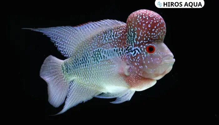 Cá la hán: Nguồn gốc, đặc điểm, cách chăm sóc và giá cả Cá la hán kim cương (Kamfa)