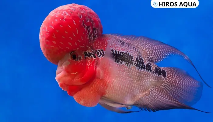 Cá la hán: Nguồn gốc, đặc điểm, cách chăm sóc và giá cả Cá la hán King Kamfa