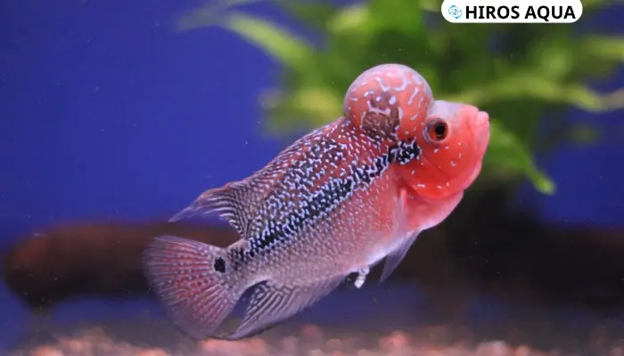 Cá la hán: Nguồn gốc, đặc điểm, cách chăm sóc và giá cả Cá La Hán là sự phối giống giữa các dòng cá rô phi và cá cichlid Nam Mỹ