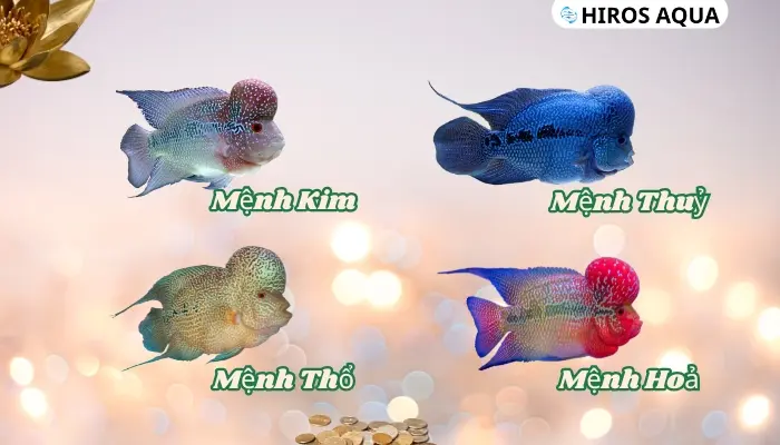 Cá la hán: Nguồn gốc, đặc điểm, cách chăm sóc và giá cả Cá la hán mang ý nghĩa phong thuỷ