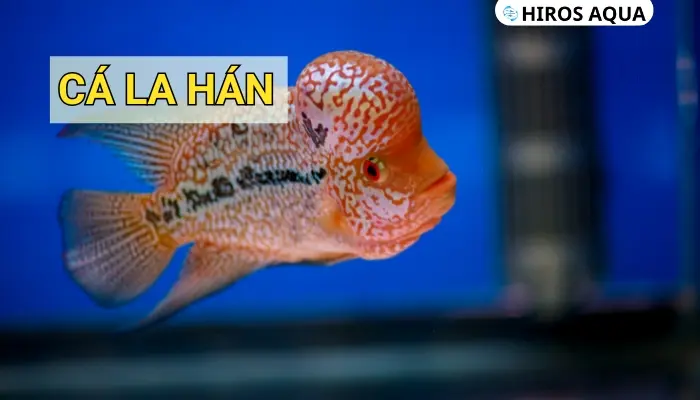 Cá la hán: Nguồn gốc, đặc điểm, cách chăm sóc và giá cả Cá La Hán