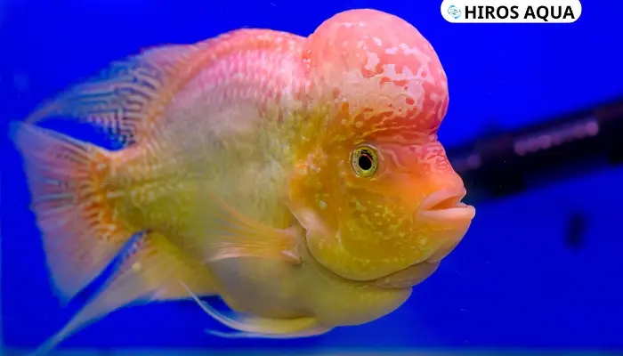 Cá la hán: Nguồn gốc, đặc điểm, cách chăm sóc và giá cả 5 đặc điểm nổi bật của cá La Hán